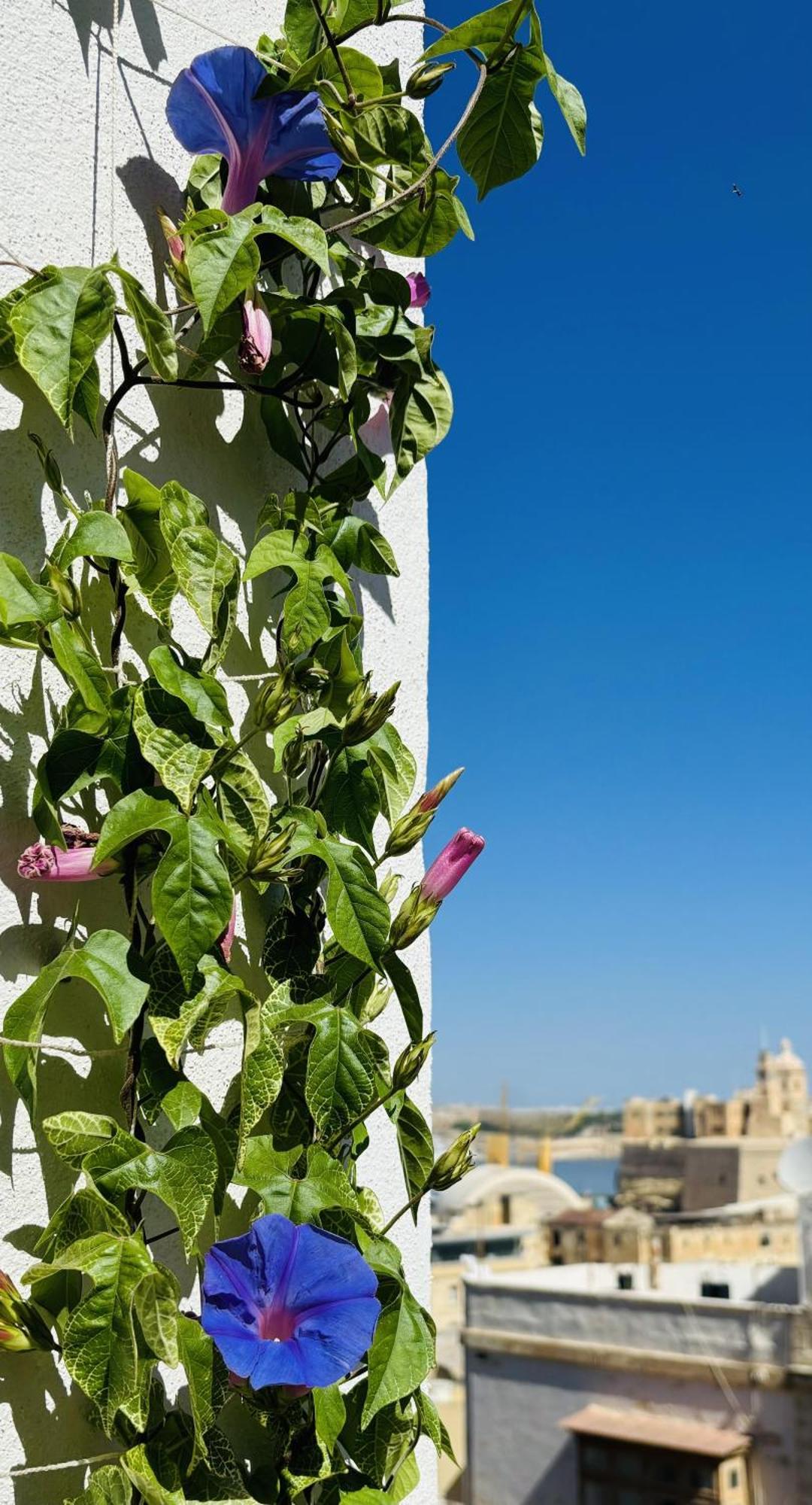 Casa Maria Tereza Bed & Breakfast Cospicua Exterior foto